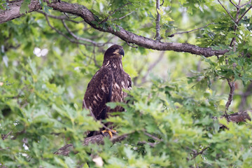 juvenile eagle, first year