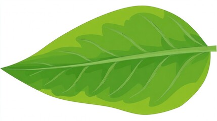 Obraz premium Vibrant green single leaf of a tropical plant isolated on a pure white background