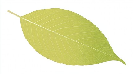 Obraz premium A vibrant green leaf with intricate veins and a glossy texture, isolated on a white background