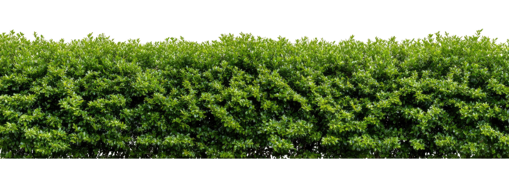 Dense green hedge (3)