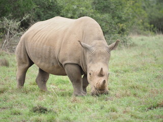 Obraz premium Nashorn im Nationalpark