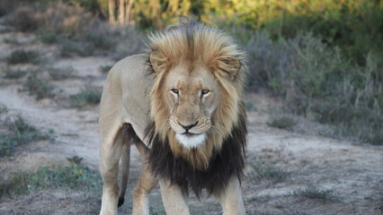Löwe in der freien Natur