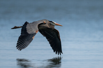 great blue heron in flight