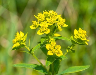 Close-up of bright yellow clustered flowers with green leaves
