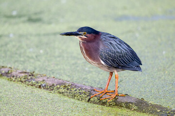 green heron in mossy pond