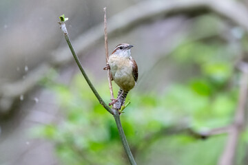 viero on branch