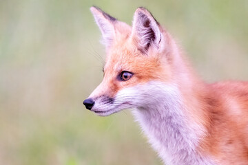 red fox portrait