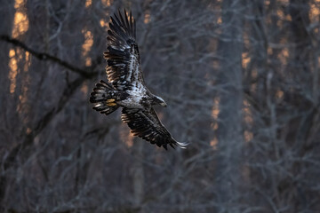 juvenile eagle in flight