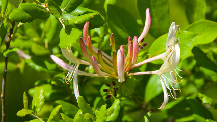 Close-up of Japanese honeysuckle (Lonicera japonica) flowers with green leaves in sunlight