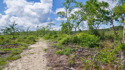 Fototapeta premium Coastal forest and sand dune landscape near Hossegor, France, with lush greenery and natural scenery under a partly cloudy sky.