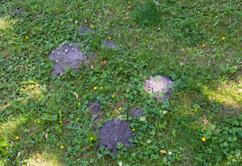 Molehills on a lawn in a garden