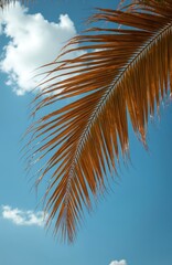 Dry palm frond against bright blue sky with clouds. Palm tree leaf, yellowed by sun, contrasts against clear sky. Summer vacation backdrop, tropical nature details, exotic foliage at sunny day.