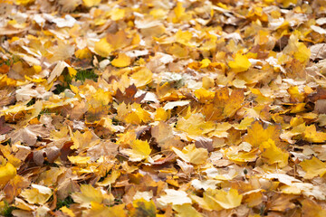 Colorful autumn leaves blanket the ground, showcasing a vibrant mix of yellows, oranges, and browns, creating a picturesque seasonal landscape filled with natural beauty