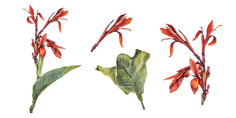 Watercolor illustration set of a red canna flower with large green leaf in botanical style. for packaging design tropical cosmetics textile patterns eco branding herbal products and decor © Mea_ta 