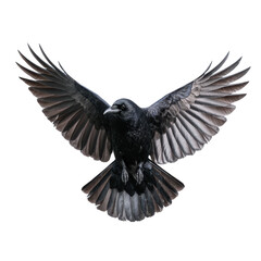 Naklejka premium A black crow in flight with its wings spread wide against a white background.