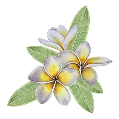 Watercolor illustration of yellow and purple frangipani flowers with green leaves, drawn in botanical style. for cosmetic packaging tropical branding spa design wedding decor and summer products.