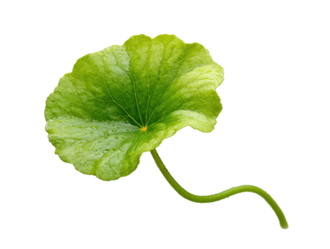 Close-up of a vibrant green leaf with a distinct shape, exhibiting a slightly wavy edge and a slender stem.  Water droplets are visible on the leaf surface