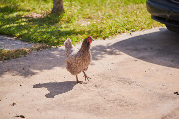 Grey hen strutting around the driveway looking for insects!