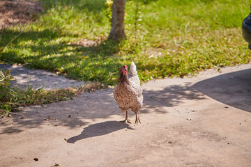 Grey hen strutting around the driveway looking for insects!