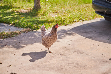 Grey hen strutting around the driveway looking for insects!