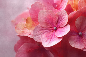 Fototapeta premium Close up shot of delicate pink hydrangea blossoms for romantic wedding invitation design