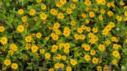 Beautiful yellow daisy flowers blooming in lush green garden background in summer season
