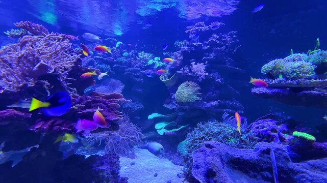 tropical fish of different colors swimming in coral reef aquarium with purple corals and clear blue water

