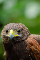 An intense close up portrait of a Harris's hawk, Bird of Prey