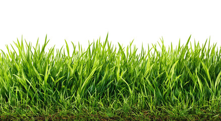 Lush green grass border