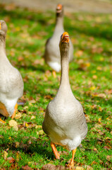 Three domestic geese walking in a single file line towards the camera The Concept of Teamwork and Formation