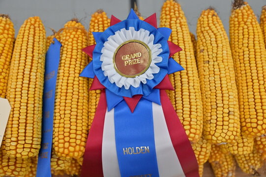 County Fair Corn