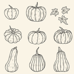 Pumpkin Clipart Set. Autumn Harvest. Pumpkins. Fall Halloween Thanksgiving Illustration. 