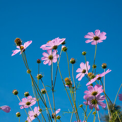 Cosmos Flower against the sky.