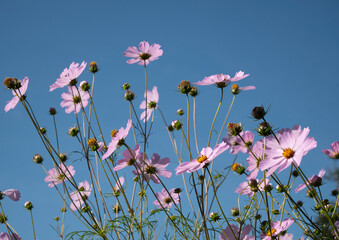 Cosmos Flower against the sky.