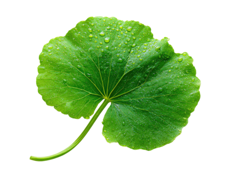 Close-up of a vibrant green leaf, covered in dew drops (1)