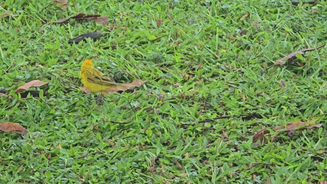 Close-up shot of yellow birds walking around on the dew-covered backyard grass. 