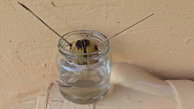 An avocado seed in a glass jar with water. The seed has one stick on either side, which helps to hold the seed up. Already split and growing, the seed has germinated roots and is ready for planting. 