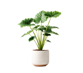A vibrant houseplant, a  Alocasia, in a simple pot.  Large, broad leaves radiating from a central stem,  displaying a rich green hue, in a clean white pot with a terracotta base