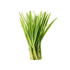 Fototapeta premium Fresh Bundle of Lemongrass Stalks Isolated on Black Background