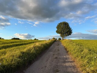 Estrada de chão com uma arvore e campos de trigo verde na Polônia