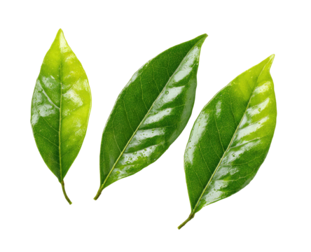 Close-up of three vibrant green leaves, exhibiting a slightly variegated pattern.  The leaves' edges are distinct and the veins are visible.  A healthy, natural, botanical image