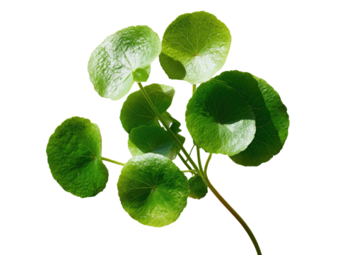 Close-up of a cluster of round, vibrant green leaves on a stem