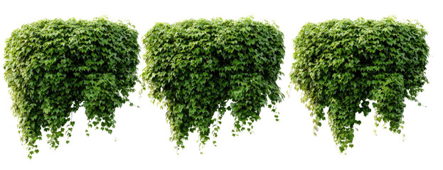 Obraz premium Three clumps of dense, vibrant green foliage