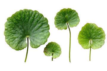 Close-up of several round, vibrant green leaves with thin stems.  The leaves exhibit a slightly textured, rippled surface