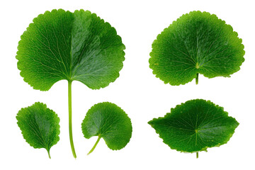 Close-up of four distinct, vibrant green leaves, arranged in a grid pattern.  Each leaf displays a rounded, slightly scalloped edge, with prominent veins.  A stem is visible on one leaf.  