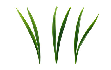 Three vibrant green grass blades against a black background.  Detailed illustration of leaf-like structures with pointed tips,  displaying a slightly ribbed texture