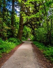Lush forest path winds through verdant trees