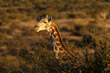 Portrait of a making a face giraffe and pulling out its tongue