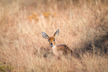 Steenbok laying in savanna grass in Namibia