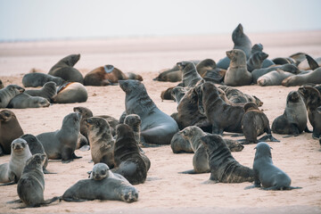 Brown fur seal colony on a beach near Walvis bay